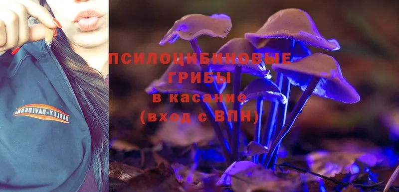 Галлюциногенные грибы Magic Shrooms  продажа наркотиков  Петровск 