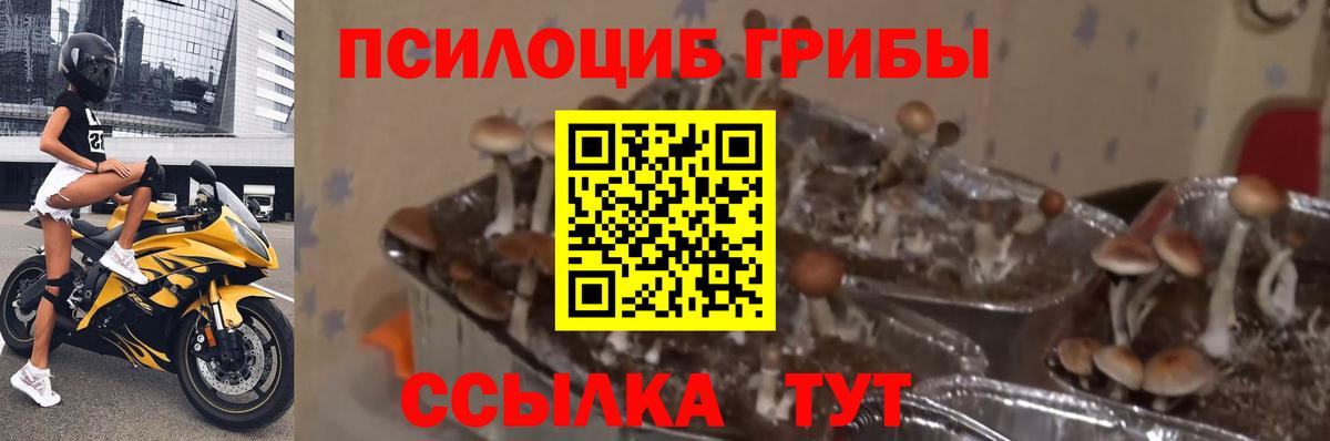 Псилоцибиновые грибы прущие грибы Петровск